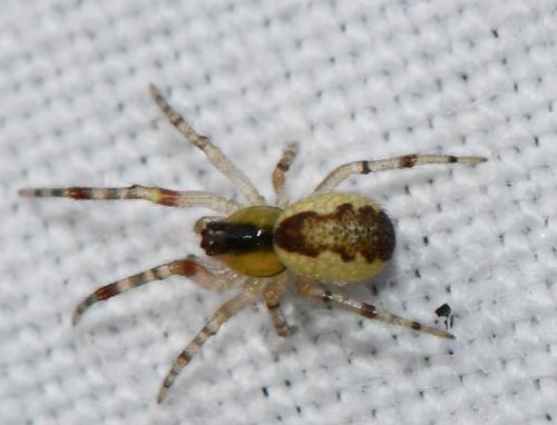 Réf. 336 737 : Anelosimus vittatus